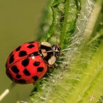 Photo: Ladybug