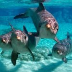 интересные факты о дельфинах