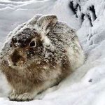 How a hare prepares for winter