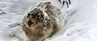 How a hare prepares for winter