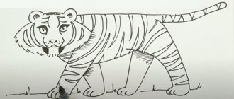 Draw a tiger step by step for children