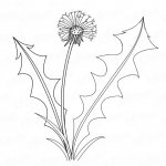 Dandelion drawn with a pencil, step-by-step instructions