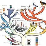 Схема развития животного мира