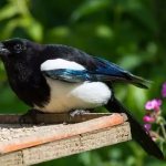 How long do magpies live?