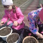 Labor activity on the walk “Sowing seeds of ornamental plants” (second junior group)
