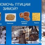 Why feed birds in winter